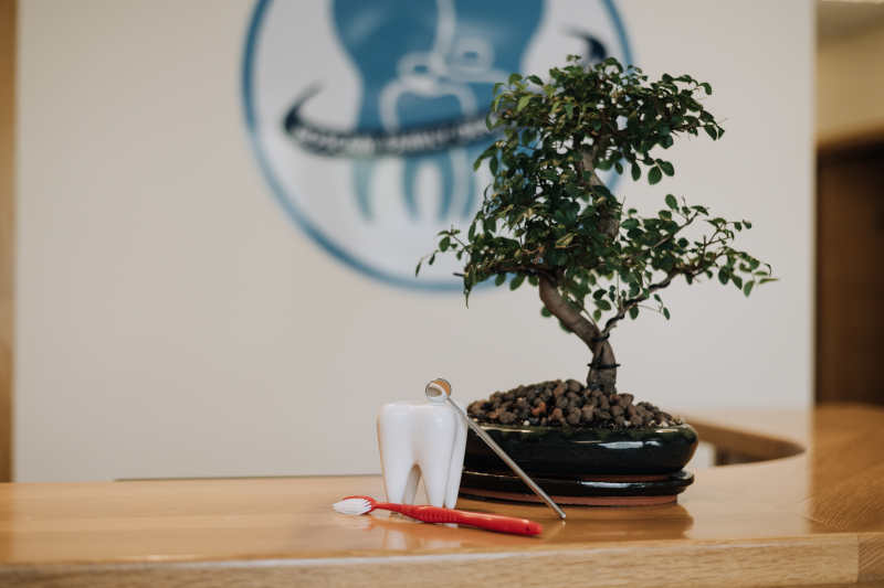 toothbrush and other dental replica items sitting next to a bonzai tree on the Roscam family dental practice reception desk