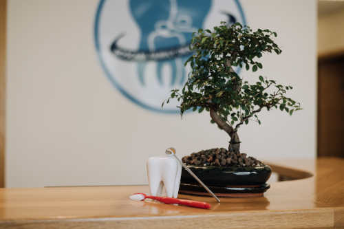 toothbrush and other items next to a bonzai tree on the Roscam Family Dental Practice reception desk